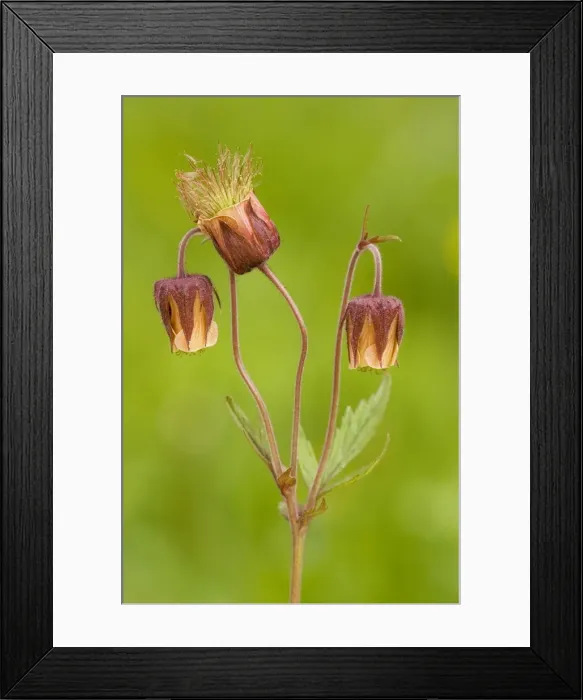 Framed Print : Water Avens (Geum rivale) in flower Framed Print : Water Avens (Geum rivale) in flower