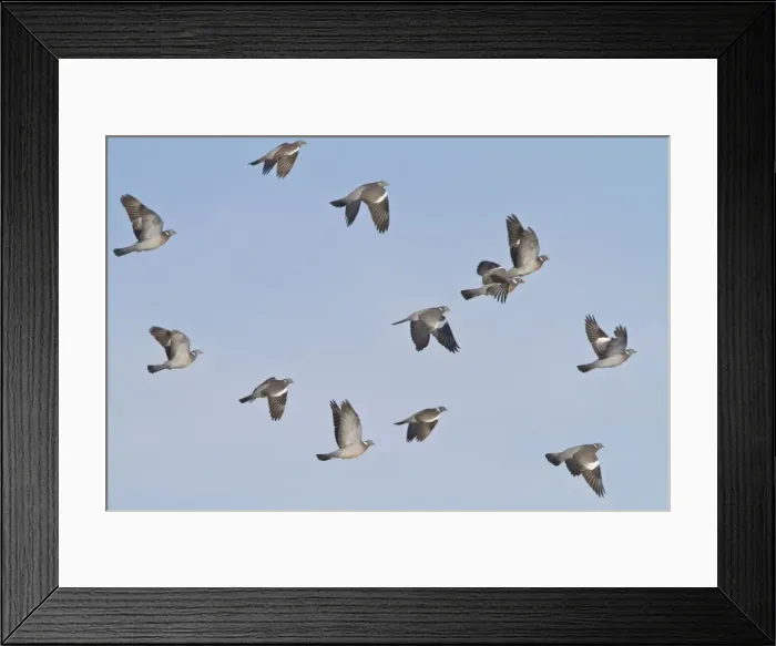Framed Print : Wood Pigeon - small flock in flight - Bedfordshire UK 8935 Framed Print : Wood Pigeon - small flock in flight - Bedfordshire UK 8935