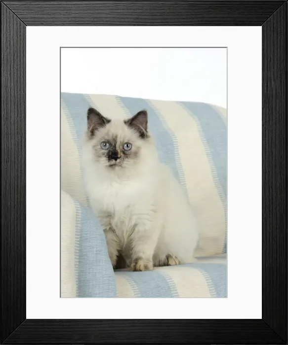 Framed Print : KITTEN sitting Framed Print : KITTEN sitting
