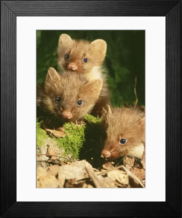 Framed Print : Young Pine Martens ANZ 547 Playing on forest floor, Ural Mountains, Russia. Martes martes © Andrey Zvoznikov / ARDEA LONDON Framed Print : Young Pine Martens ANZ 547 Playing on forest floor, Ural Mountains, Russia. Martes martes © Andrey Zvoznikov / ARDEA LONDON