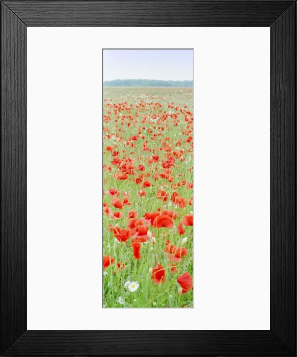 Framed Print : Common Poppies - in meadow Norfolk UK Framed Print : Common Poppies - in meadow Norfolk UK