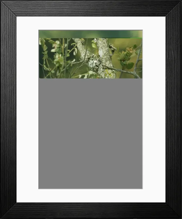 Framed Print : Great Grey Shrike Framed Print : Great Grey Shrike