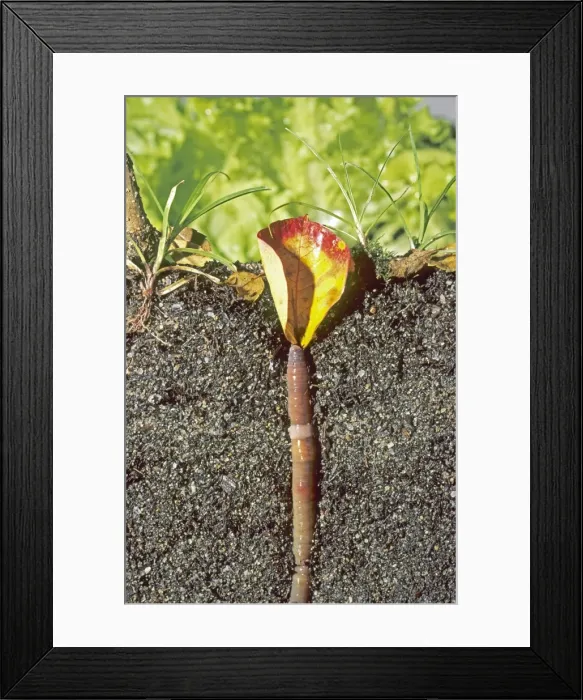 Framed Print : Earthworm pulling leaf down into its burrow KAT01964 Framed Print : Earthworm pulling leaf down into its burrow KAT01964