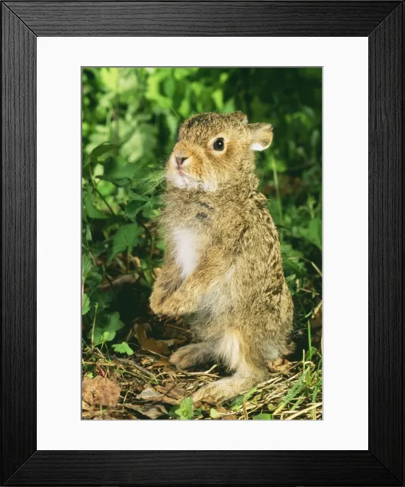 Framed Print : Young Hare / Leveret Anz 545 Ural Mountains, Siberia, Russia. © Andrey Zvoznikov / ARDEA LONDON Framed Print : Young Hare / Leveret Anz 545 Ural Mountains, Siberia, Russia. © Andrey Zvoznikov / ARDEA LONDON