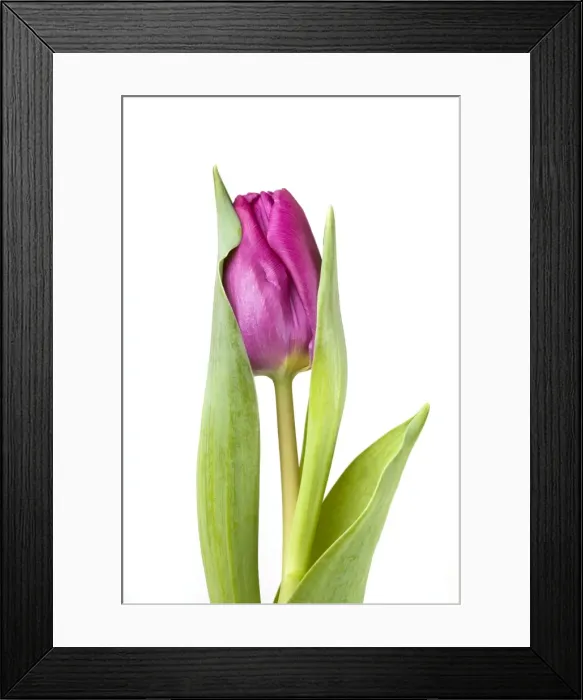 Framed Print : Tulip - Sequence 2 of 2 Framed Print : Tulip - Sequence 2 of 2