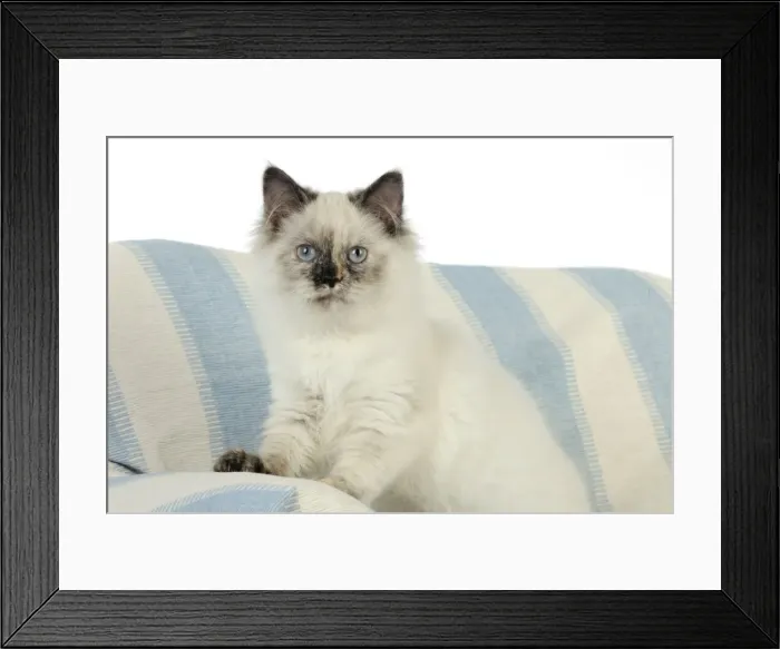 Framed Print : KITTEN. Kitten sitting Framed Print : KITTEN. Kitten sitting