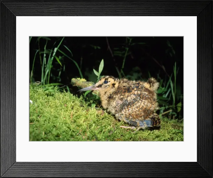 Framed Print : Eurasian Woodcock - chick - South Ural Mountains - Russia Framed Print : Eurasian Woodcock - chick - South Ural Mountains - Russia
