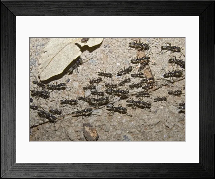 Framed Print : Matabele Ant column - hunting party returning to nest, some individuals with prey. Major and minor workers present. Aggressive ants with a painful sting. Shimuwini, Kruger National Park, South Africa Framed Print : Matabele Ant column - hunting party returning to nest, some individuals with prey. Major and minor workers present. Aggressive ants with a painful sting. Shimuwini, Kruger National Park, South Africa