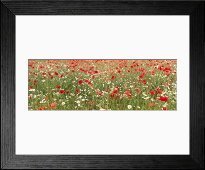 Framed Print : Common Poppies and Scentless Mayweed in meadow Norfolk UK Framed Print : Common Poppies and Scentless Mayweed in meadow Norfolk UK
