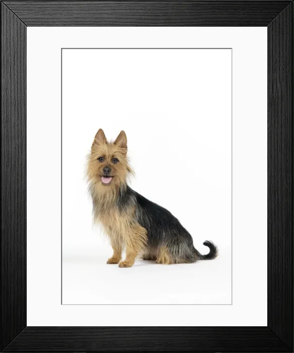 Framed Print : Dog. Australian Terrier Framed Print : Dog. Australian Terrier