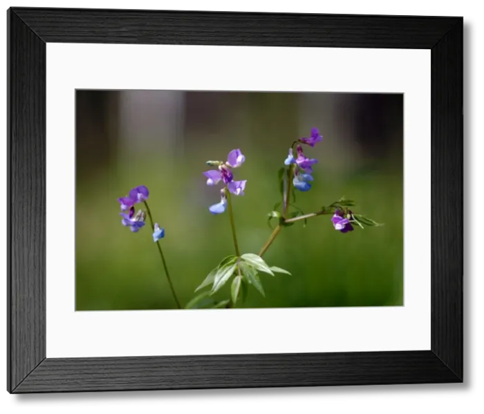 Framed Print : Perennial Sweet Pea  /  Spring vetchling  /  Bitter vetch  /  Spring pea  /  Spring vetch  /  Spring bitter-vetch flowering wild plant, forest floor in spring; common in mixed forest of Ural Mountains, near Ekaterinburg, Russia. Ur39. 4232