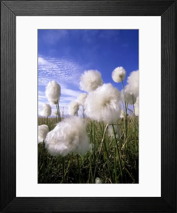 Framed Print : Cottongrass sp. - a very typical plant in marshes of tundra near Dikson, Russian Arctic. Summer, August. Di32. 1190 Framed Print : Cottongrass sp. - a very typical plant in marshes of tundra near Dikson, Russian Arctic. Summer, August. Di32. 1190
