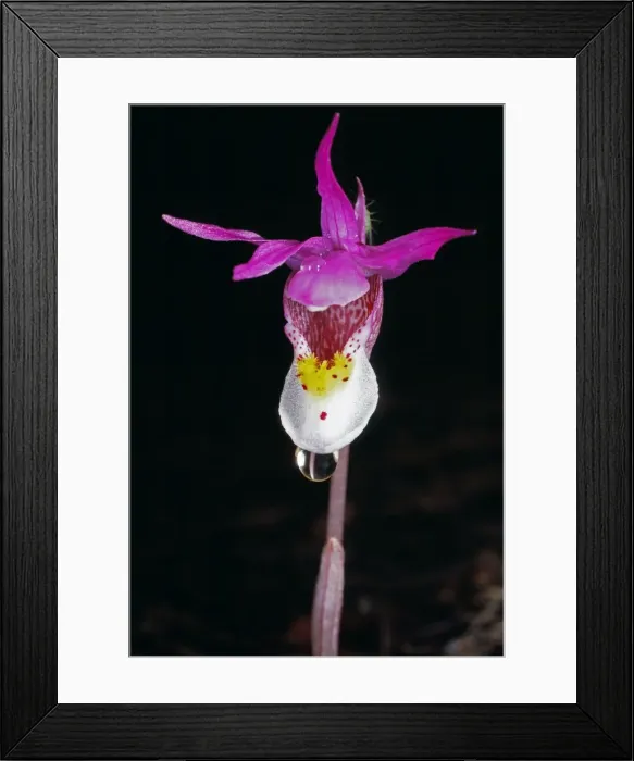 Framed Print : Calypso Orchid - Colorado USA Framed Print : Calypso Orchid - Colorado USA