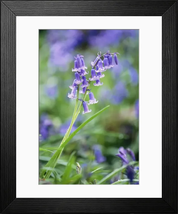 Framed Print : Bluebell Flower DAD 454 Endymion nonscriptus © David Dixon / ARDEA LONDON Framed Print : Bluebell Flower DAD 454 Endymion nonscriptus © David Dixon / ARDEA LONDON