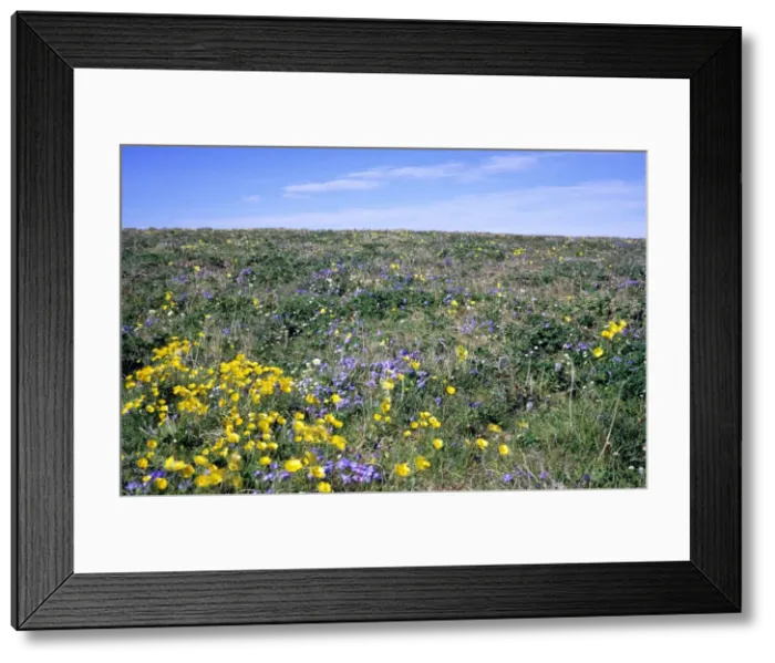 Framed Print : Flowering upland tundra of river Maksimovka valley, a typical scene of a very short climax of flowering of about two weeks. Taimyr peninsula, North of Siberia, Russian Arctic, late summer, July. Di33. 5038 Framed Print : Flowering upland tundra of river Maksimovka valley, a typical scene of a very short climax of flowering of about two weeks. Taimyr peninsula, North of Siberia, Russian Arctic, late summer, July. Di33. 5038