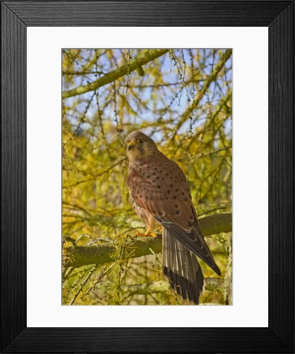 Framed Print : Kestrel - male in larch tree in Autumn - controlled conditions 11669 Framed Print : Kestrel - male in larch tree in Autumn - controlled conditions 11669