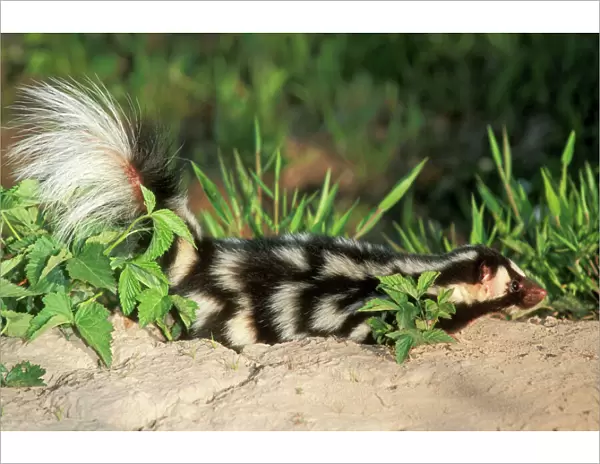 Spotted Skunk - North Eastern USA