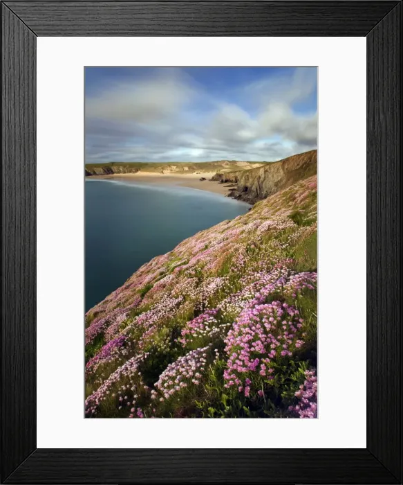 Framed Print : Thrift - Holywell Bay - Cornwall - UK Framed Print : Thrift - Holywell Bay - Cornwall - UK
