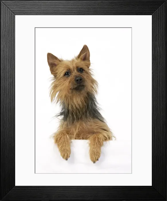 Framed Print : Dog. Australian Terrier Framed Print : Dog. Australian Terrier