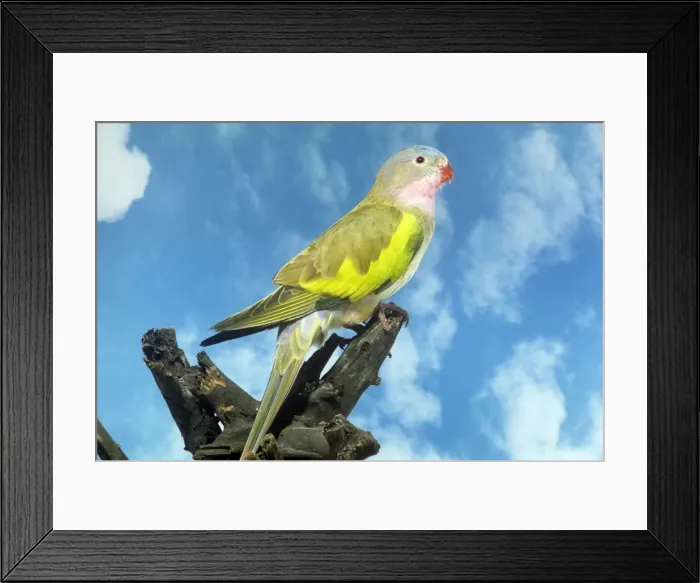 Framed Print : Princess of Wales Parrot Framed Print : Princess of Wales Parrot