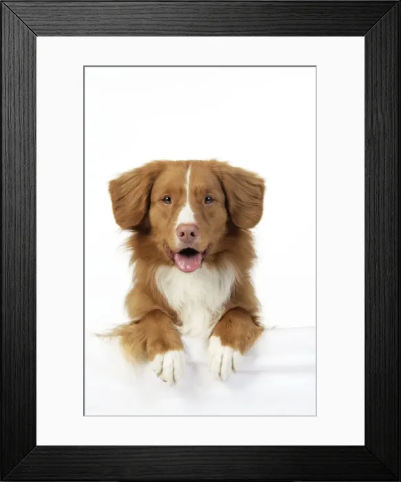 Framed Print : Dog. Nova Scotia Duck Tolling Retriever Framed Print : Dog. Nova Scotia Duck Tolling Retriever