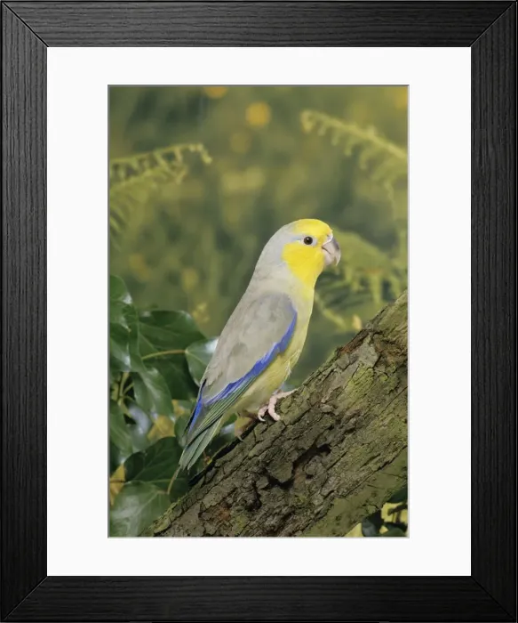 Framed Print : Yellow-faced Parrotlet - Maranon Valley - Libertad - Peru Framed Print : Yellow-faced Parrotlet - Maranon Valley - Libertad - Peru