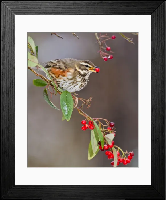 Framed Print : Redwing - feeding on cotoneaster - Bedfordshire UK 8822 Framed Print : Redwing - feeding on cotoneaster - Bedfordshire UK 8822