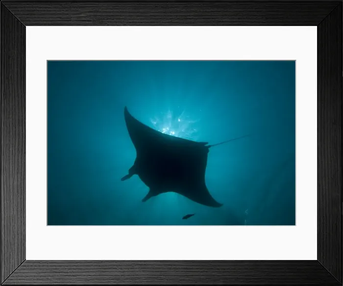 Framed Print : Manta Ray - gentle plankton feeders they have no sting on their tail - this black colour is rare - Raja Ampat - Papua Framed Print : Manta Ray - gentle plankton feeders they have no sting on their tail - this black colour is rare - Raja Ampat - Papua