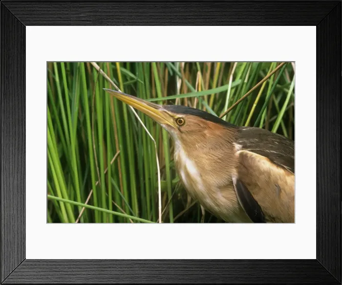 Framed Print : Little Bittern Framed Print : Little Bittern