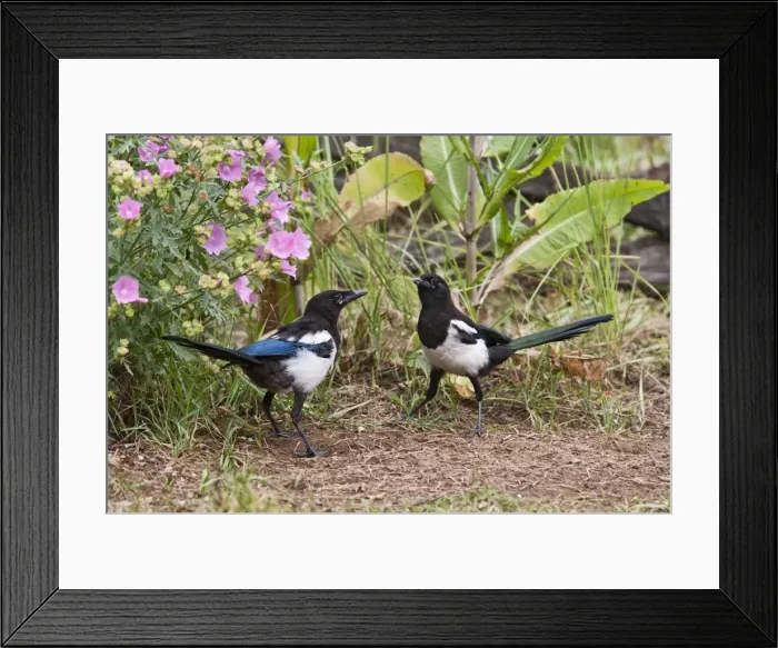 Framed Print : Magpie - youngsters feeding on ants - Bedfordshire UK 11084 Framed Print : Magpie - youngsters feeding on ants - Bedfordshire UK 11084