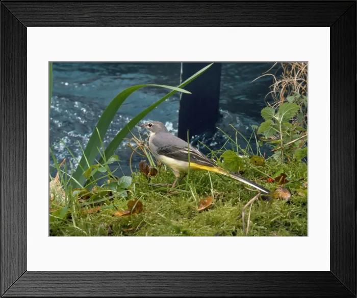Framed Print : Grey Wagtail Framed Print : Grey Wagtail