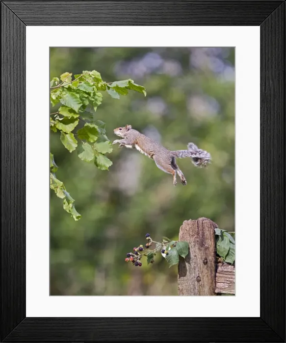 Framed Print : Grey Squirrel - jumping from hazel bush - Bedfordshire UK 11407 Framed Print : Grey Squirrel - jumping from hazel bush - Bedfordshire UK 11407
