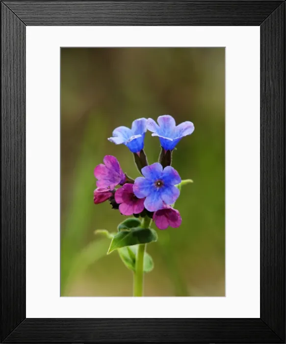 Framed Print : Suffolk lungwort / Unspotted lungwort flowering wild plant, forest floor in early spring; common in mixed forests near Ekaterinburg, Ural Mountains, Russia. Ur39. 4238 Framed Print : Suffolk lungwort / Unspotted lungwort flowering wild plant, forest floor in early spring; common in mixed forests near Ekaterinburg, Ural Mountains, Russia. Ur39. 4238