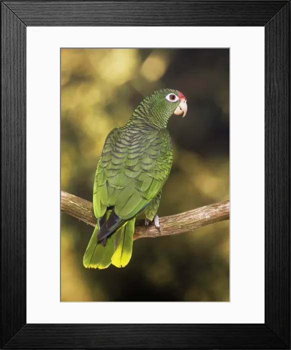 Framed Print : Tucuman Amazon - male Framed Print : Tucuman Amazon - male