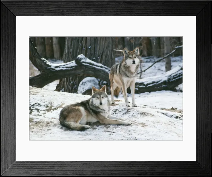 Framed Print : Mexican Wolf - Interior Mountains of Mexico. Highly endangered, 100 remain Framed Print : Mexican Wolf - Interior Mountains of Mexico. Highly endangered, 100 remain
