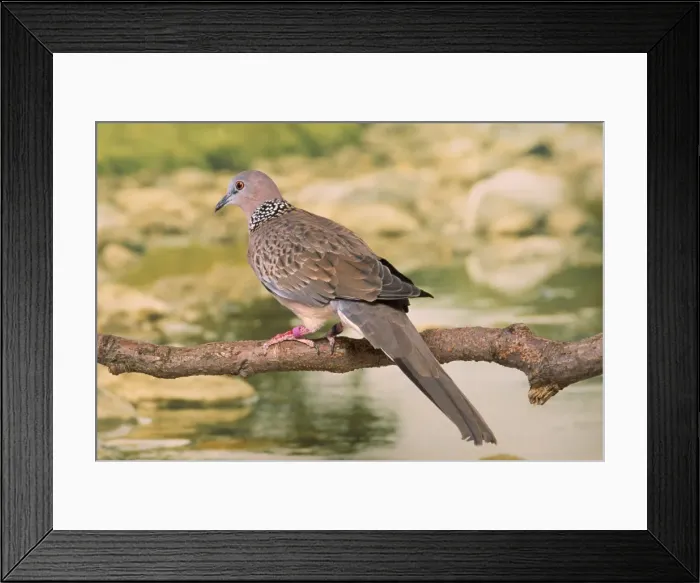 Framed Print : Spotted Dove / Spotted Turtle Dove / Chinese Turtle Dove Framed Print : Spotted Dove / Spotted Turtle Dove / Chinese Turtle Dove