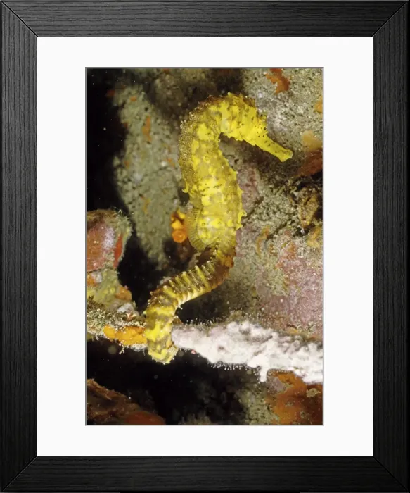 Framed Print : Sea horse - Andaman Sea, Thailand DWD00583 Framed Print : Sea horse - Andaman Sea, Thailand DWD00583