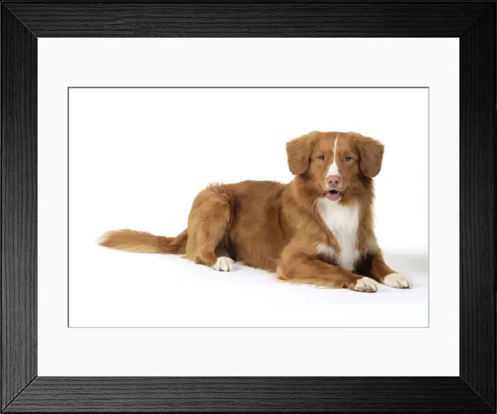 Framed Print : Dog. Nova Scotia Duck Tolling Retriever Framed Print : Dog. Nova Scotia Duck Tolling Retriever