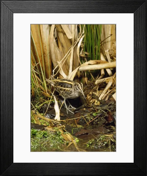 Framed Print : Jack Snipe Framed Print : Jack Snipe