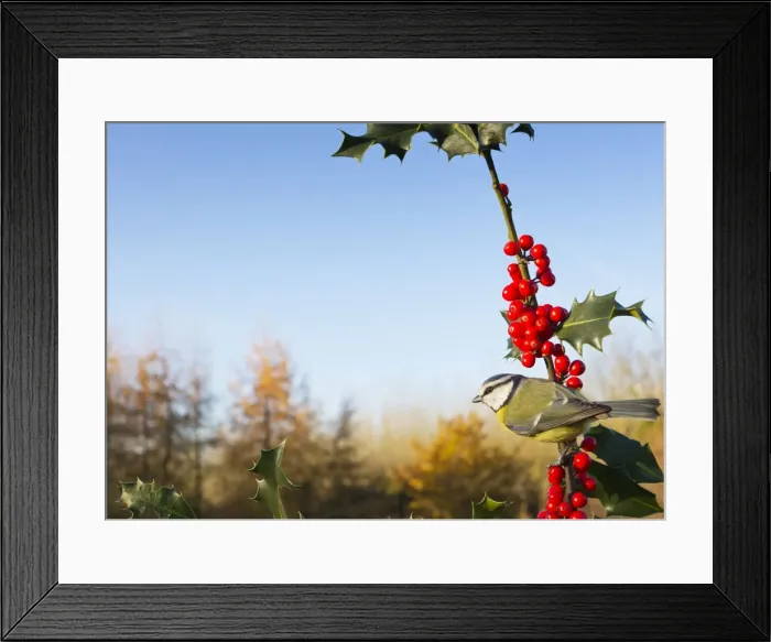 Framed Print : Blue Tit - on Holly in Autumn - West Wales UK 11900 Framed Print : Blue Tit - on Holly in Autumn - West Wales UK 11900