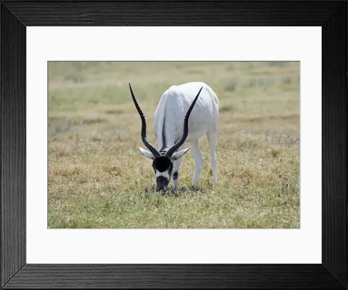 Framed Print : Addax - grazing - remnant population in North Africa Framed Print : Addax - grazing - remnant population in North Africa