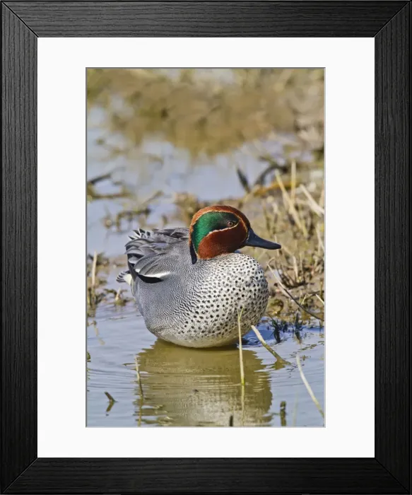 Framed Print : Teal - male - Norfolk UK 9746 Framed Print : Teal - male - Norfolk UK 9746