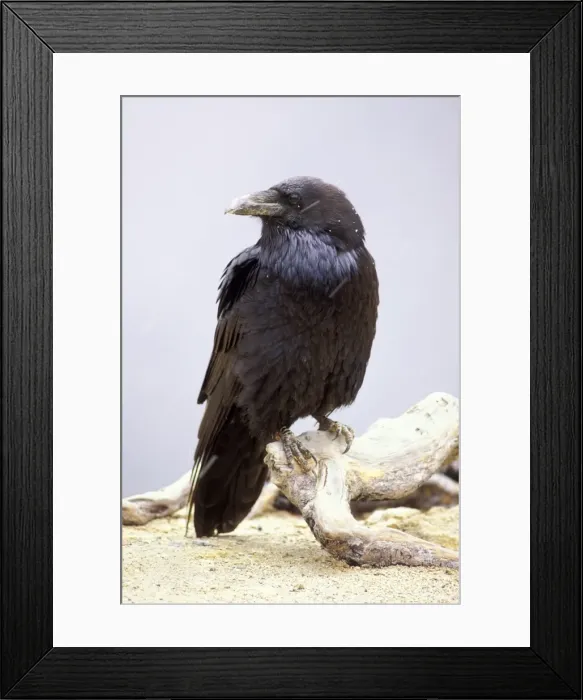 Framed Print : Common Raven - in snow, Yellowstone National Park, Wyoming, USA Framed Print : Common Raven - in snow, Yellowstone National Park, Wyoming, USA