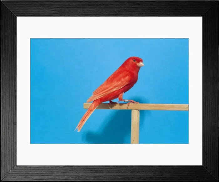 Framed Print : Intensive Clear Red Canary AP 1492 First in class, world show Italy 99. © Dennis Avon / ARDEA LONDON Framed Print : Intensive Clear Red Canary AP 1492 First in class, world show Italy 99. © Dennis Avon / ARDEA LONDON