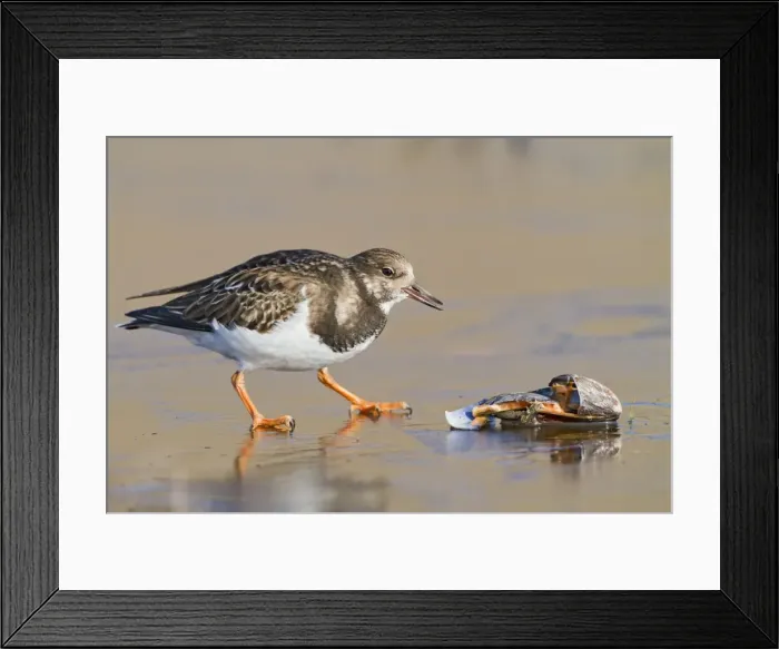 Framed Print : Turnstone - on ice feeding on mussel - Norfolk UK 9019