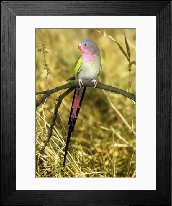 Framed Print : Princess of Wales Parrot Framed Print : Princess of Wales Parrot