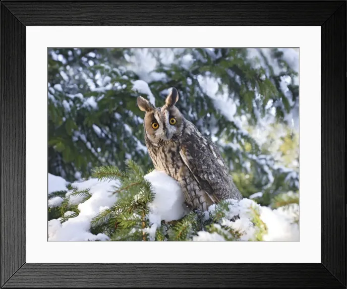 Framed Print : Long eared Owl - in snow - perched in fir tree - Bedfordshire UK 008153