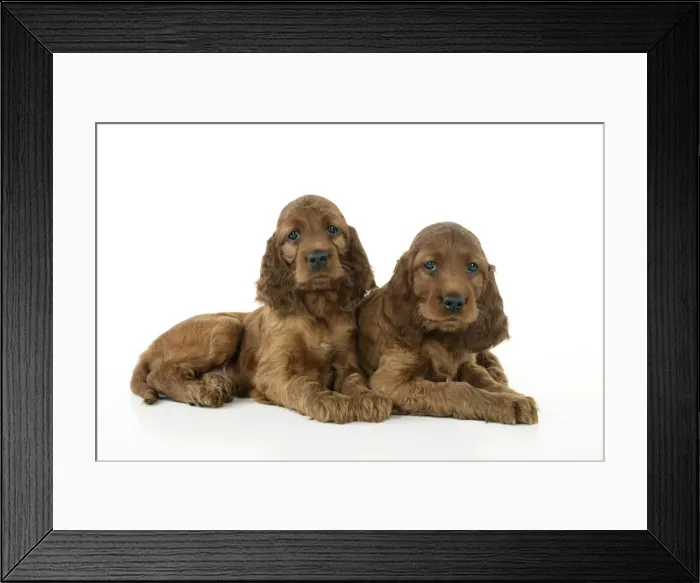 Framed Print : Dog. Irish Setter puppies Framed Print : Dog. Irish Setter puppies