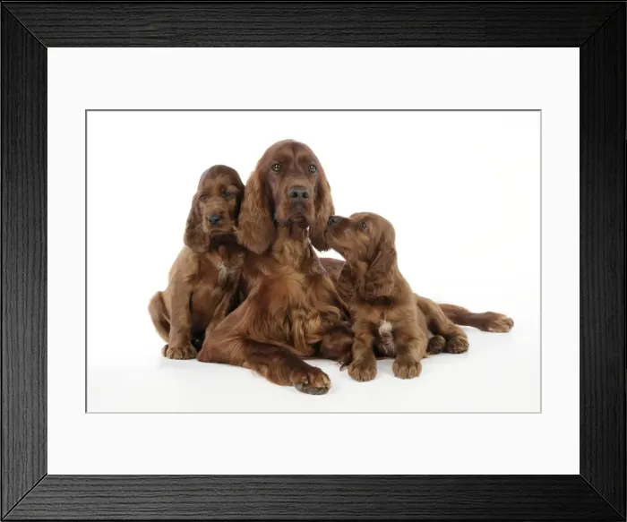 Framed Print : Dog. Irish Setter puppies with mother Framed Print : Dog. Irish Setter puppies with mother