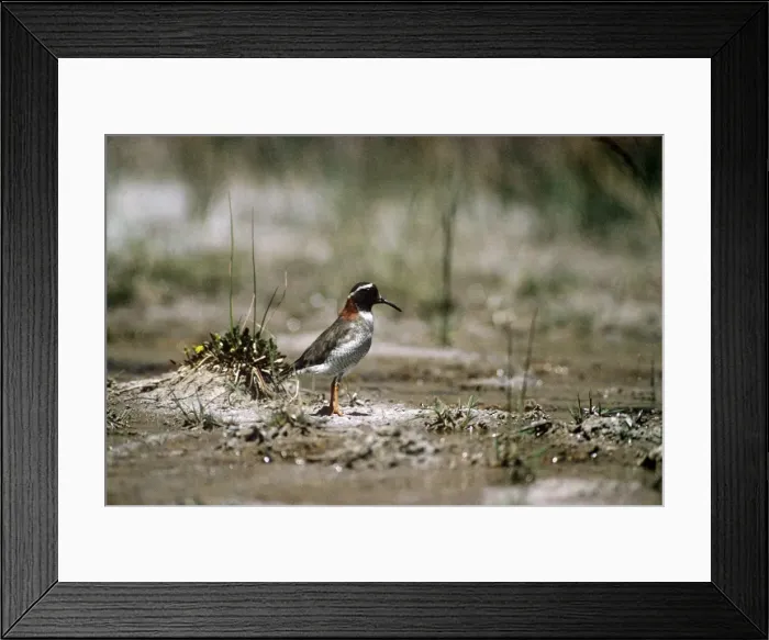 Framed Print : Diamond Sandpiper Plover - El Yeso - Santiago - Chile Framed Print : Diamond Sandpiper Plover - El Yeso - Santiago - Chile